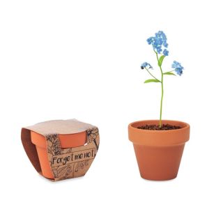 Terracotta-Topf Vergissmeinnich FORGET ME NOT